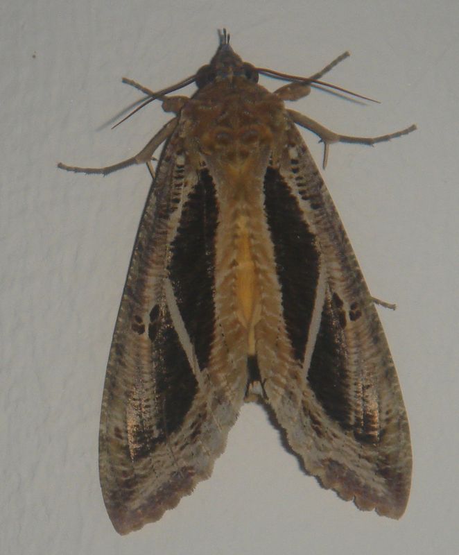 бар мотыль.jpg