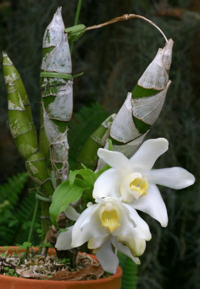 Chysis_bractescens02.jpg