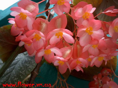 Бегония Люцерна