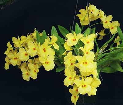 Dendrobium%20Golden%20Aya.jpg