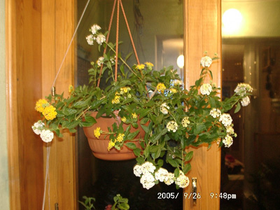 my lantana amp.JPG-1-2.jpg