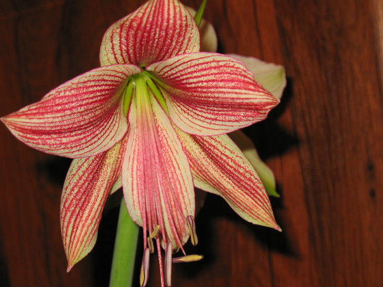 Экзотик Стар