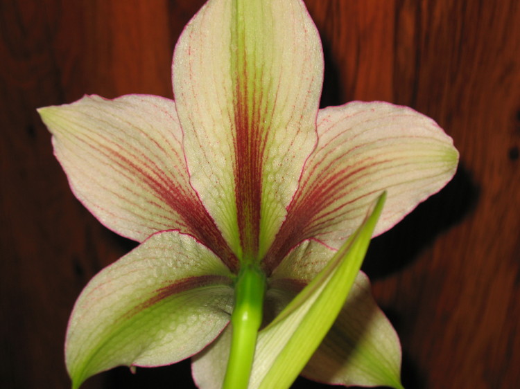 Абалденный вид сзади