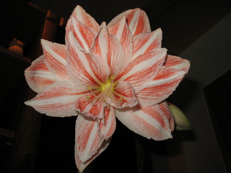 Танцующая королева