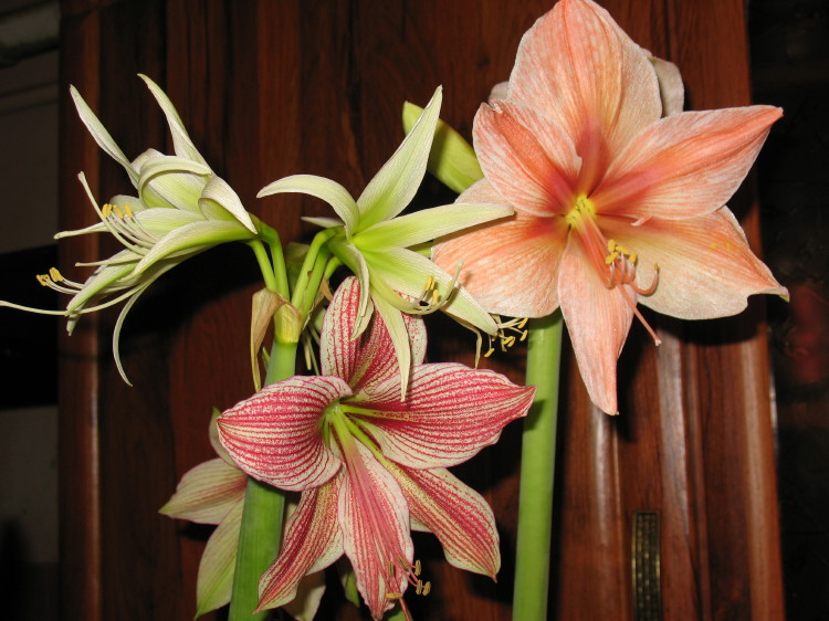 для сравнения