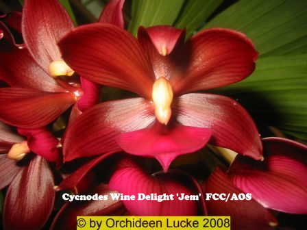 Cycnodes%20Wine%20Delight%20'Jem'%20.jpg