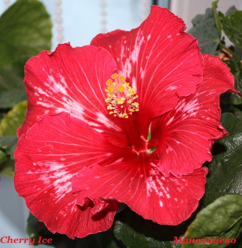 Cherry Ice            020110.jpg