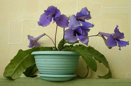 streptocarpus-blue21.jpg