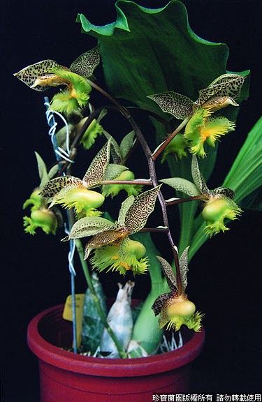 Catasetum fimbriatum ”Golden Horizon”