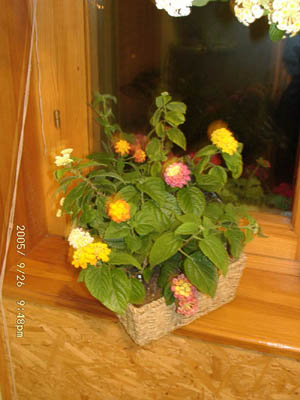 my lantana-1.jpg