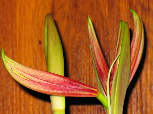 здесь даже две стрелочки