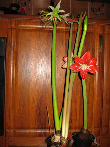 вот такие длинные сибки  и Пасаденка