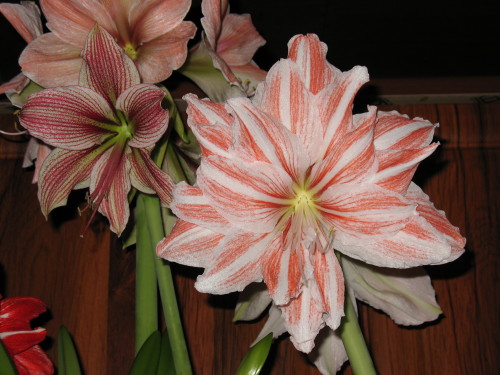 Королева просто шикарнющая , огроменные цветы