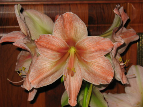 Экзотика во всей красе