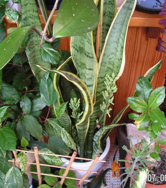 2006_06_07 020sm.jpg