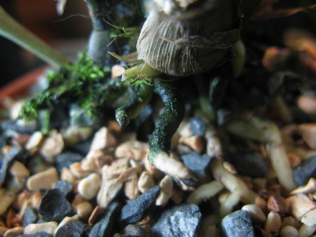 Resize of IMG_1844.JPG