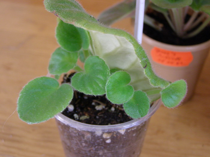 Отсаживать можно. А можно подождать еще.