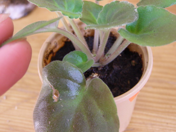 Уже большие. Можно рассаживать.