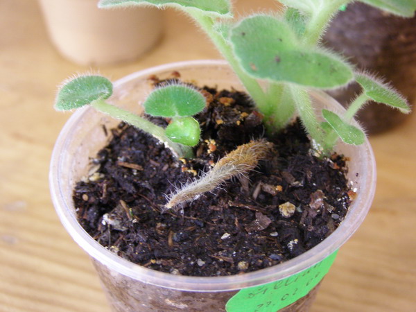 Листик погиб. А деткам лучше вместе