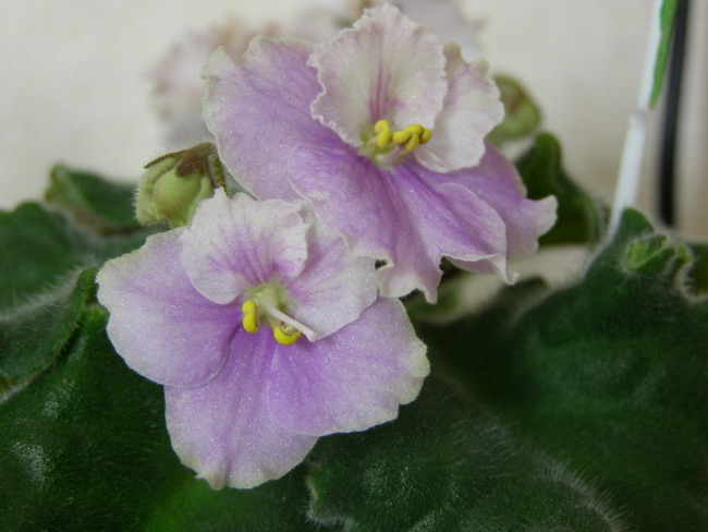 &amp;quot;Эхо карнавала&amp;quot; (Прилуцкая)