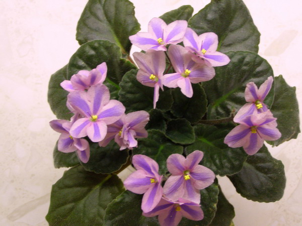 &amp;quot;Tineke&amp;quot; (химера)