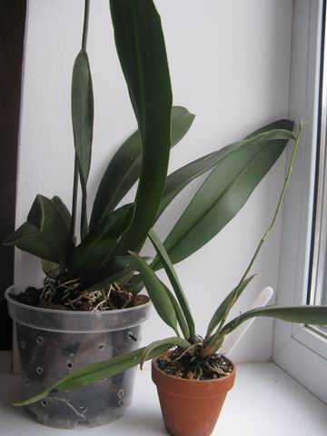 Resize of Rotation of IMG_1876.JPG