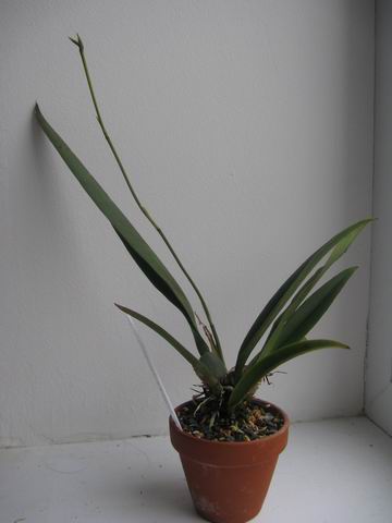 Resize of Rotation of IMG_1878.JPG