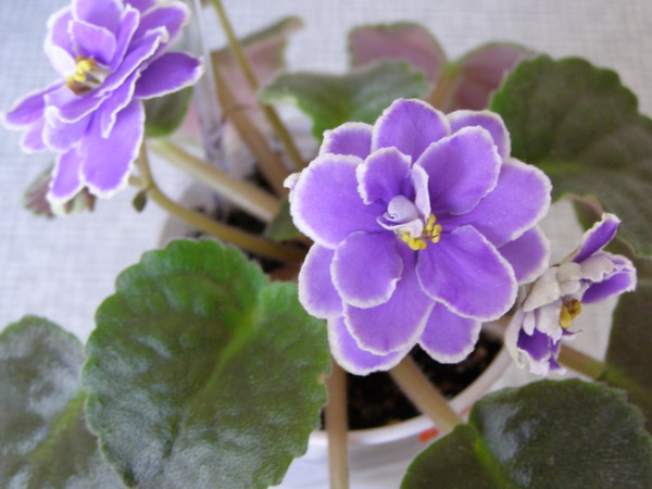 &amp;quot;caralills Bonita Legasy'