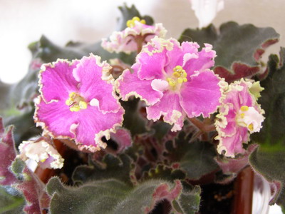 &amp;quot;Suncoast Frilly Dilly&amp;quot;