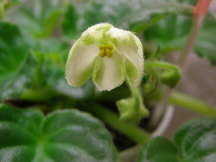 &amp;quot;Зеленоглазая колдунья&amp;quot;(химера)