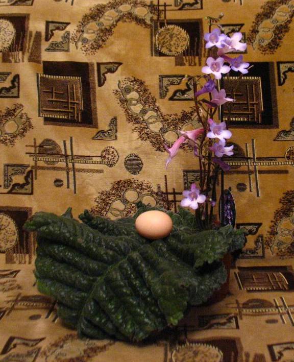 Однолистный стрептокарпус Вэндлэнда