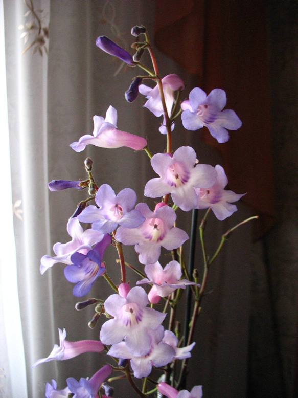 Однолистный стрептокарпус Вэндлэнда