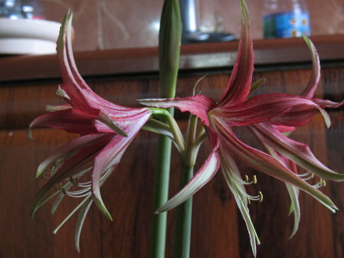 без фотовспышки