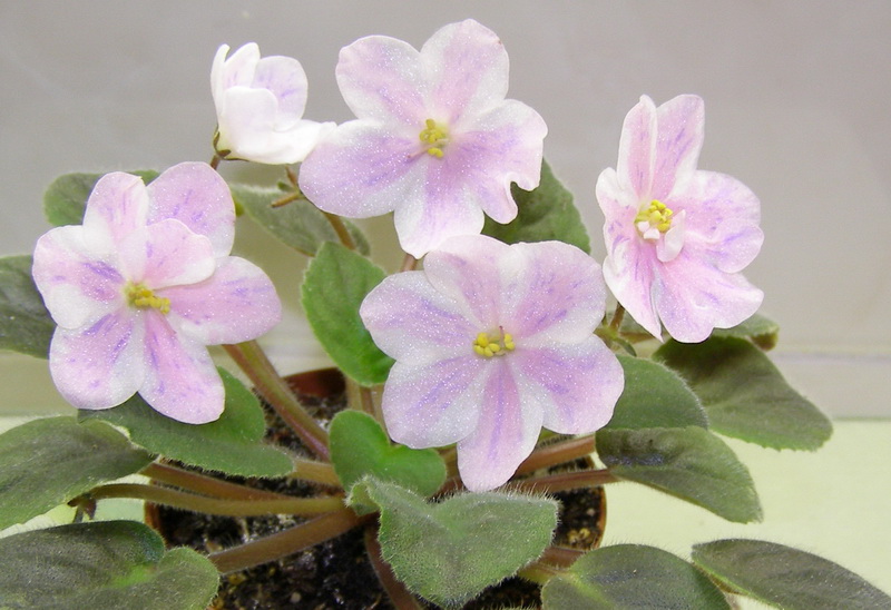 Ness' Spring Blush.jpg