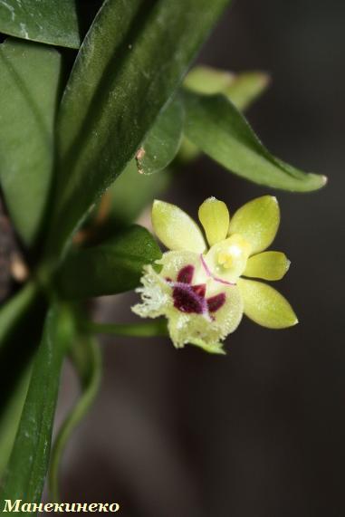 Сокровище из Китая.jpg