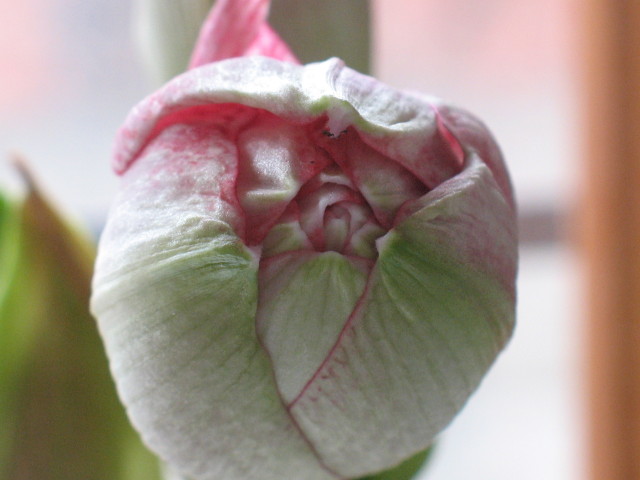 Еще вчера был такой бутон