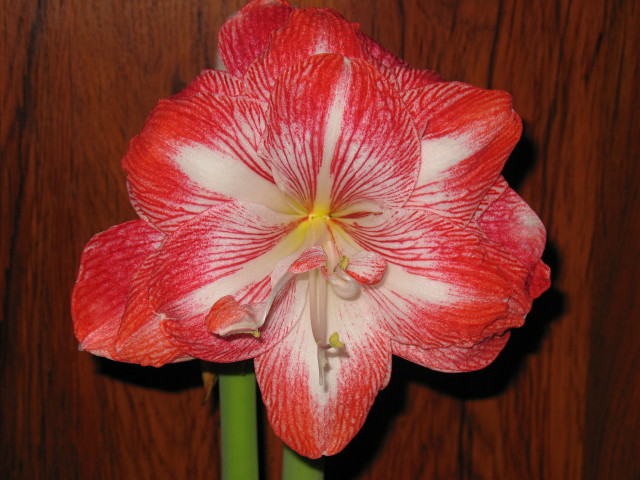 а  сегодня - вуаля