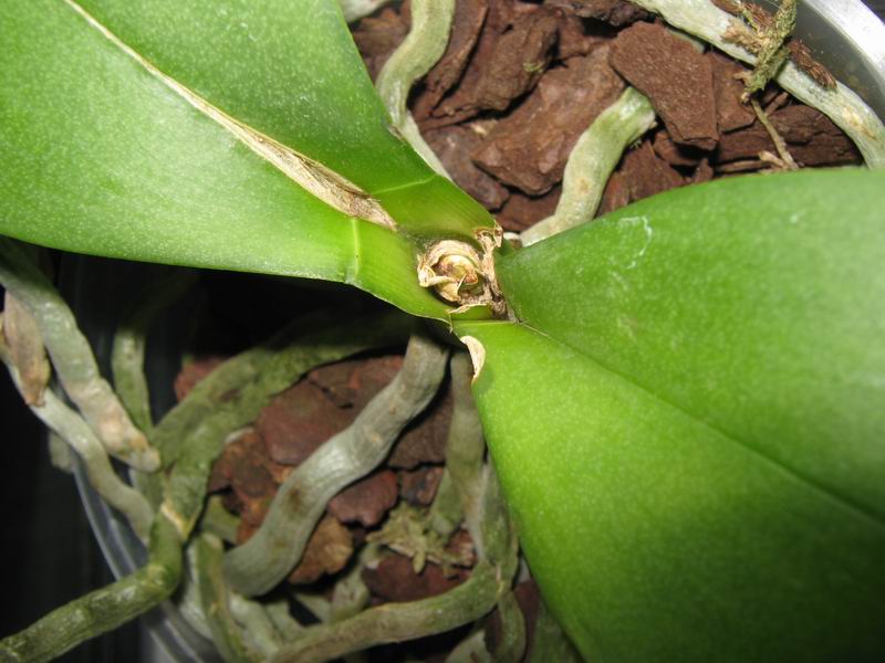 Изменение размера IMG_2811.JPG