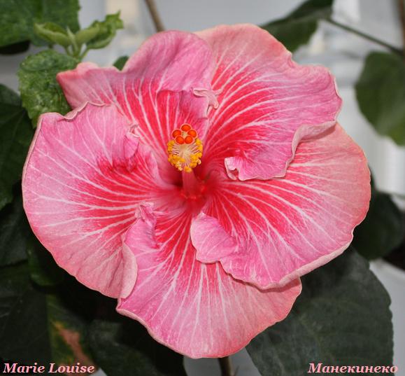 Marie Louise   12012010.jpg