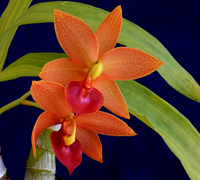 Cycd-Jumbo-Micky_Jumbo-Orchids_BM-TOGA-thumbnail.jpg