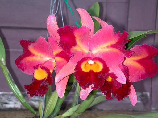 BLC%20Chinese%20beauty.jpg