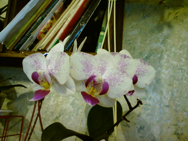 Цветок держится полгода