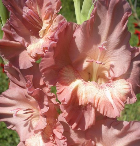 это вроде сорт &amp;quot;Шоколадница&amp;quot;