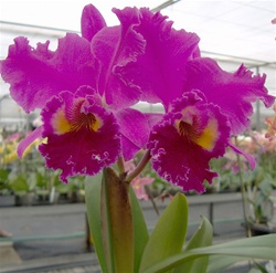 orchid-B01031-2T.jpg