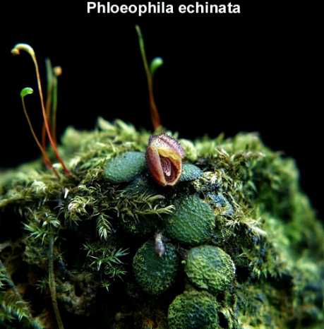 phloeechinata.jpg
