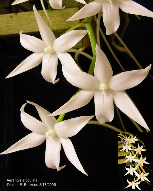 Aerangis articulata.jpg