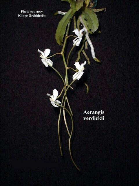aerangis%20verdickii%201%20copy.jpg