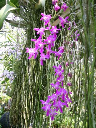 aerides-crassifolium.jpg