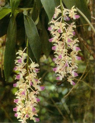 aerides_falcata.jpg