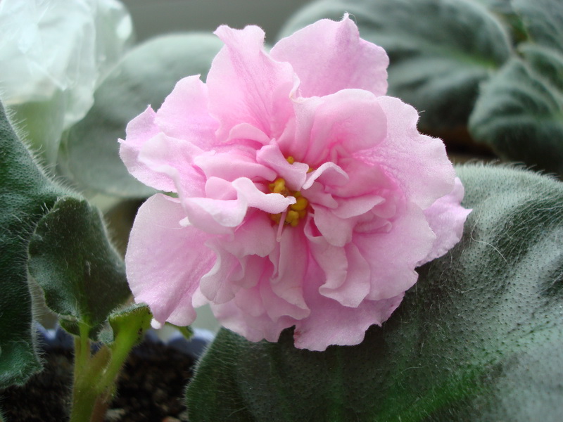 DSC03065_новый размер.JPG